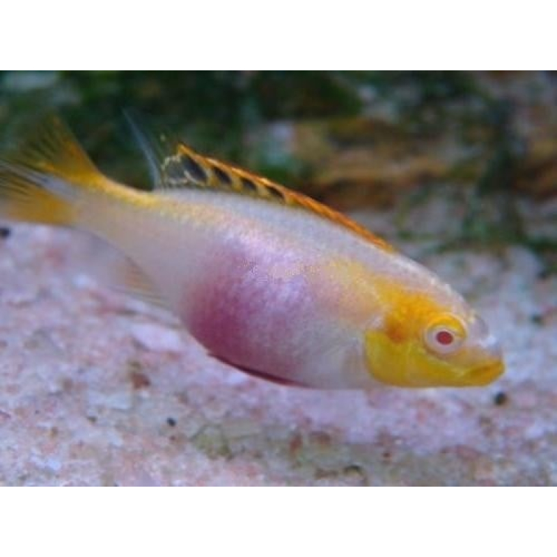 Pelvicachromis Pulcher albino 4-5cm